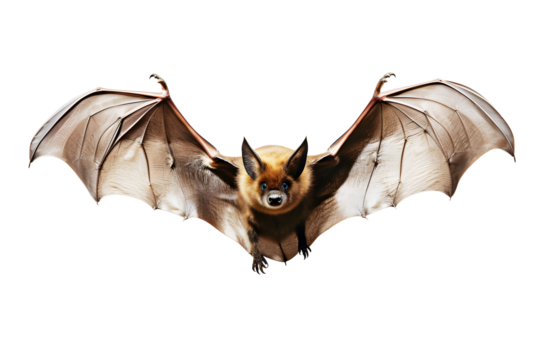 Picture watercolor of Drawing of light brown, grey bat flying isolated on cut out PNG or transparent background. Realistic animal clipart template pattern. For fabric texture design. work of art.