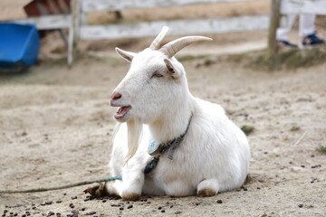 Obraz premium goat on the farm