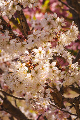 春の日差しに映える河津桜
