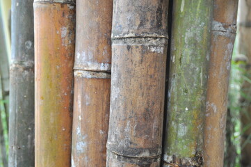 wooden fence