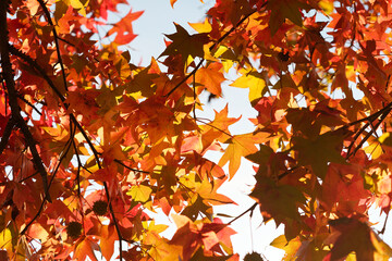 Maple leaves in autumn