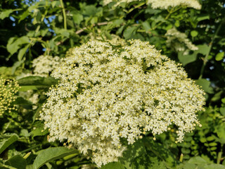 Common elderberry in Romania. Sambucus