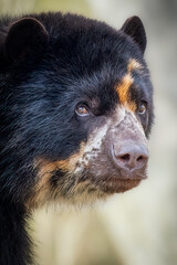 Close-Up Portrait of a Majestic Spectacled Bear