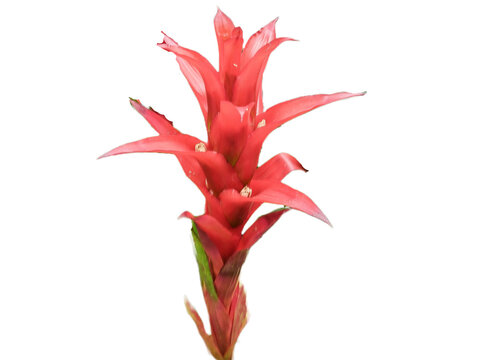 Scarlet star airplant with flower isolated on white. Guzmania lingulata