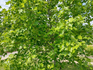 The tulip tree in Romania. Liriodendron tulipifera