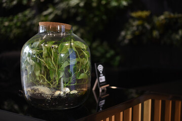 Ornamental greens in a jar. The décor is at the reception.