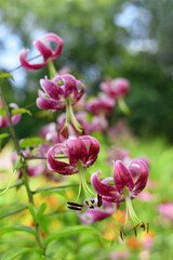 Beautiful pink flowers in a field