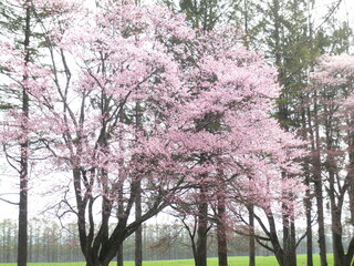 Fototapeta premium 桜 