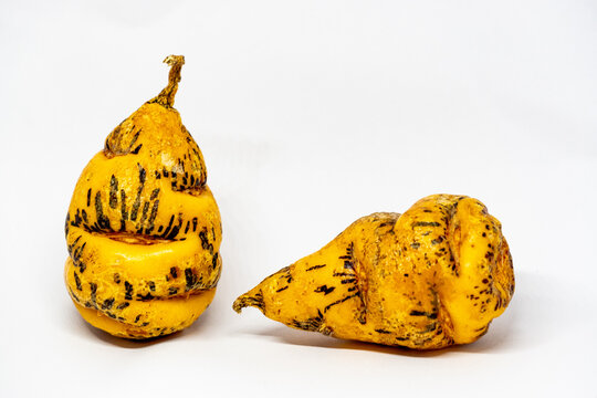 Ripe, Organge Tuber or Bulb of Mashua, Anu, Ysano, Cubio or Tropaeolum tuberosum