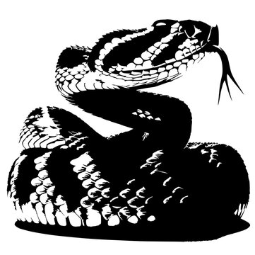 black and white snake coiled striking clip art preview