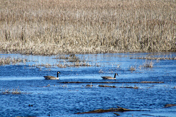 Geese with reflection in water