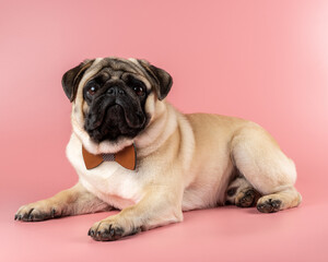 Cute Pug dog with bowtie on pink background.