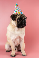 Funny Pug dog wearing happy birthday hat on pink background.