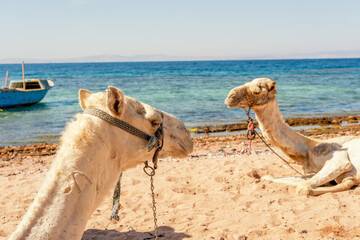 Camels on the shore of the Red Sea in the Gulf of Aqaba. Dahab, Egypt.