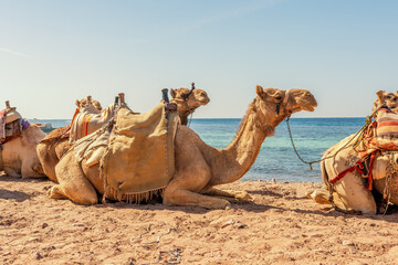 Camels resting on the Egyptian beach. Camelus dromedarius. Summertime outdoor.