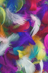 Colorful feather background.
