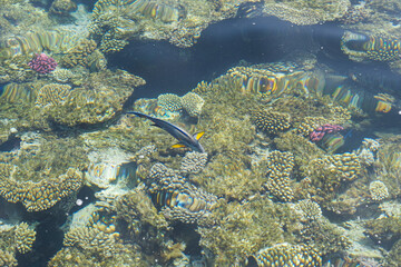 Naklejka na ściany i meble Coral reef and sunlight underwater seascape, photo