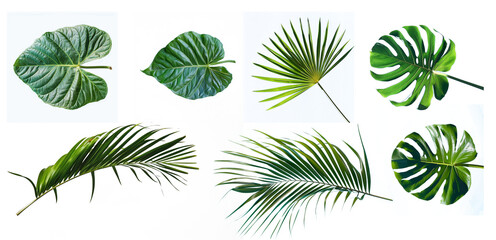 set of tropical leaves. isolated tropic foliage leaf.
