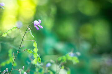 くっつき虫で知られるアレチヌスビトハギ