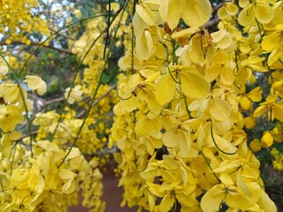 Cassia fistula, also known as golden shower, purging cassia, Indian laburnum, Kani Konna, Konna Poo or pudding-pipe tree, is a flowering plant in the family Fabaceae. 
