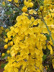 Cassia fistula, also known as golden shower, purging cassia, Indian laburnum, Kani Konna, Konna Poo or pudding-pipe tree, is a flowering plant in the family Fabaceae. 
 - obrazy, fototapety, plakaty