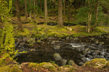 moss covered rocks and creek in forest