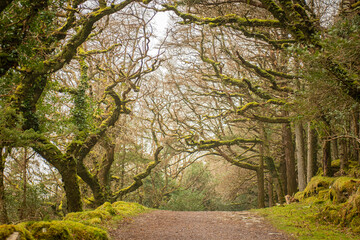 pathway in forest