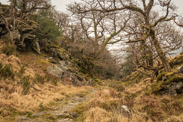 path in the forest