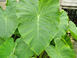 Close-up photo of green taro leaves or Colocasia esculenta L.) growing in tropical forests. Original photo without editing.