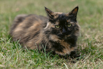 Naklejka na ściany i meble Cat lying on lawn in backyard garden. Fluffy cat outdoor with flowers