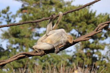 常盤公園　猿　動物園