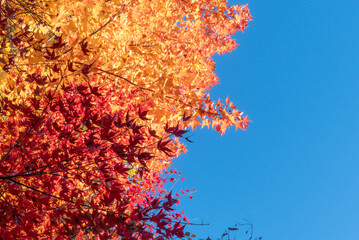 秋晴れの青空に美しい紅葉が光輝く　滋賀県大津市皇子が丘公園