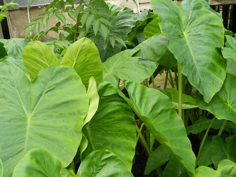Close-up photo of green taro leaves or Colocasia esculenta L.) growing in tropical forests. Original photo without editing.