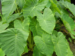 Close-up photo of green taro leaves or Colocasia esculenta L.) growing in tropical forests....