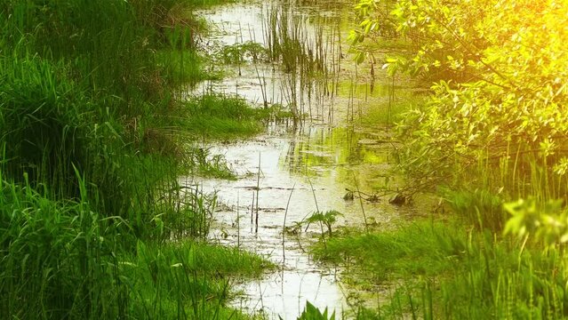 Quiet steady stream flowing in grass