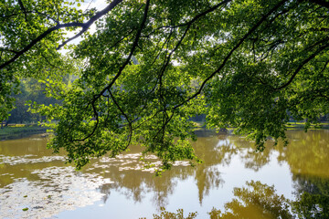 Fototapeta na wymiar pond in the park. branches with green foliage above the water. trees on the grassy shore in the distance. sunny day