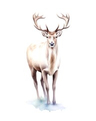 Watercolor illustration of a white deer isolated on white background.