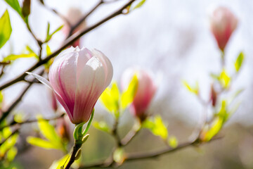 closeup of blooming magnolia flower. soulangeana tree in full blossom on a sunny day in spring