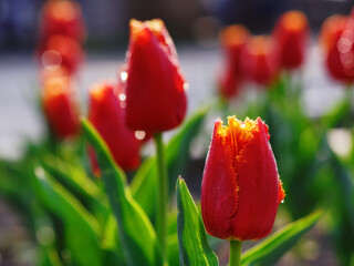 red tulips in full bloom. beautiful garden background in spring