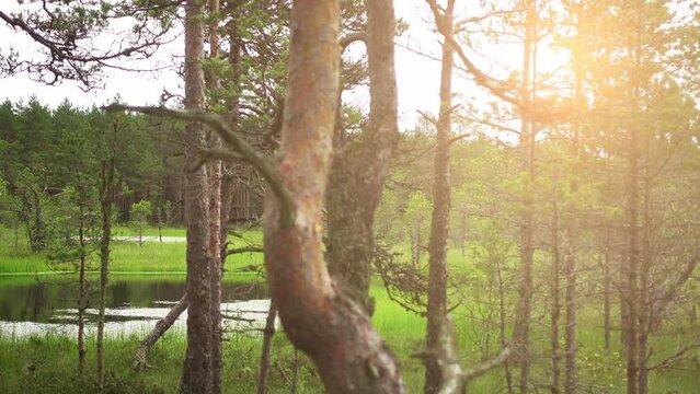 Swamp Viru Raba in Estonia