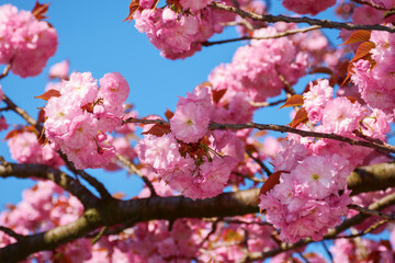 lush blossom of sakura tree. pink flowering branches against the blue sky. warm april weather