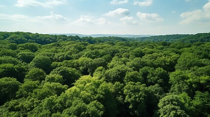 Drone capture of lush forest foliage absorbing co2 for carbon neutrality and net zero emissions - obrazy, fototapety, plakaty