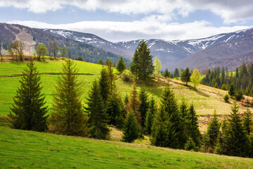 beautiful view of carpathian countryside in spring. mountainous rural landscape of ukraine with...