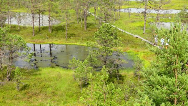 Swamp Viru Raba in Estonia