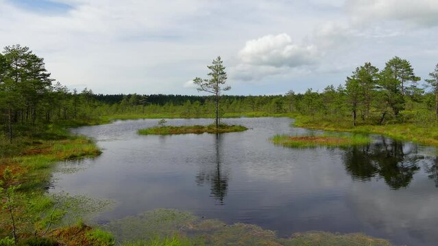Swamp Viru Raba in Estonia