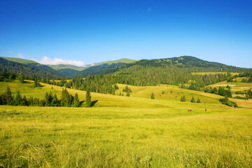 countryside scenery with meadow in mountains of ukraine. wide rolling rural landscape with fields...