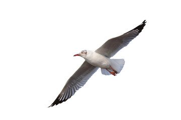 Beautiful flying seagull isolated on transparent background png file