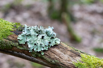 Beautiful fungus, lichenology, growing on a branch in the forest during winter