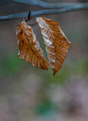 two brown beech tree autumn leaves at a branch which symbolize end of life, copy space.