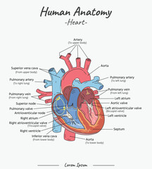 Human Anatomy - Heart vector illustration with text
